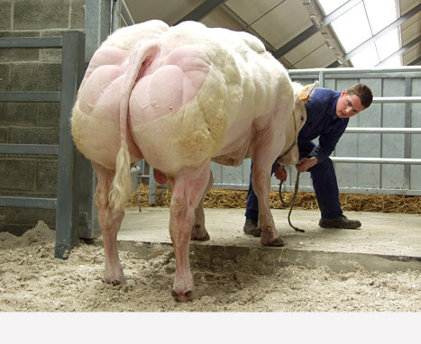 Đặc biệt, phần mông bò tập trung sự tăng trưởng cơ nhiều nhất.