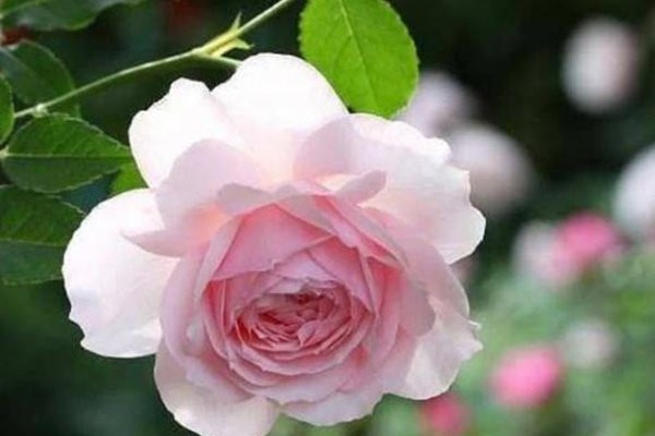 3 ngay sinh duoc Than Tai song hanh, Than May Man ke ben