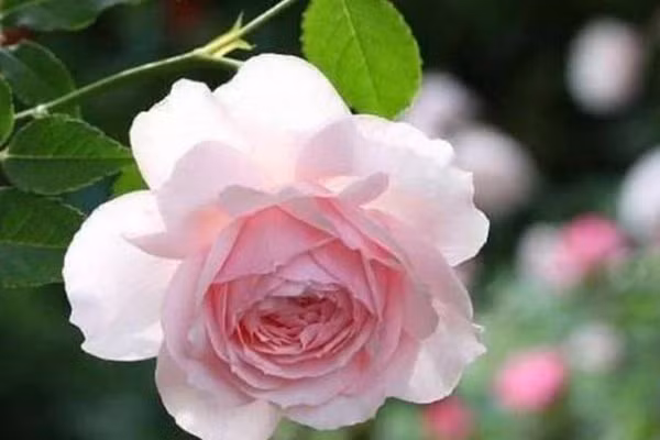 3 ngay sinh duoc Than Tai song hanh, Than May Man ke ben