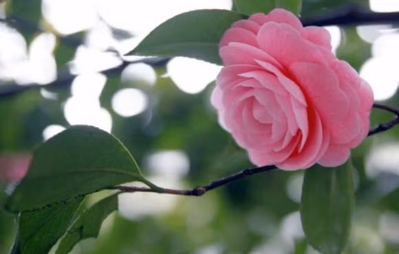 3 ngay sinh duoc Than Tai song hanh, Than May Man ke ben-Hinh-2