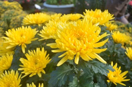 Ram thang 7: Dat 6 loai hoa nay len ban tho cau tai loc-Hinh-3