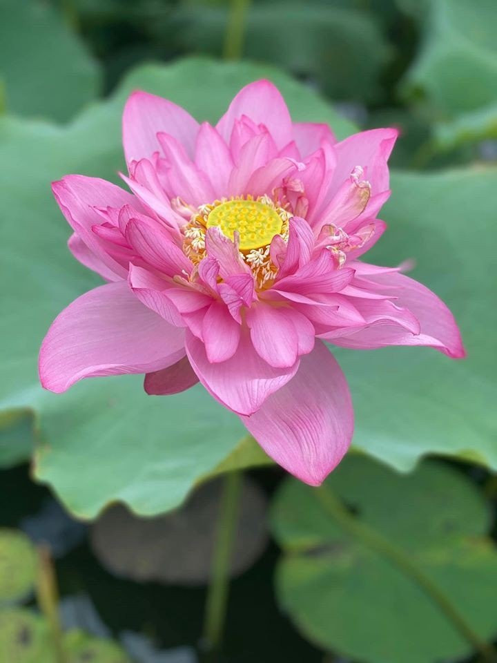 Ram thang 7: Dat 6 loai hoa nay len ban tho cau tai loc-Hinh-2