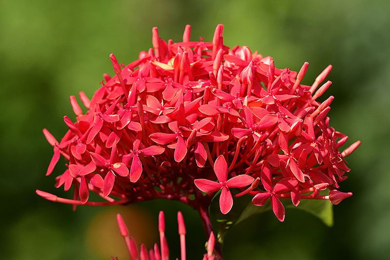 Ram thang 7: Dat 6 loai hoa nay len ban tho cau tai loc-Hinh-4