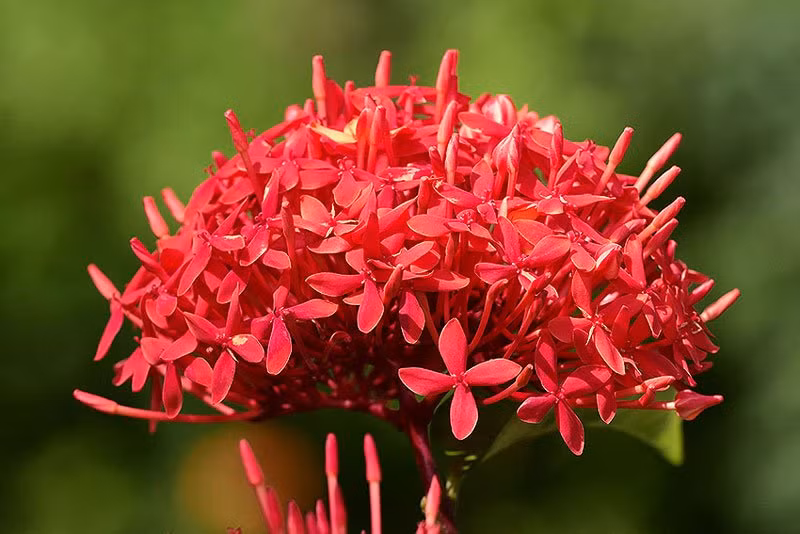 Ram thang 7: Dat 6 loai hoa nay len ban tho cau tai loc-Hinh-4