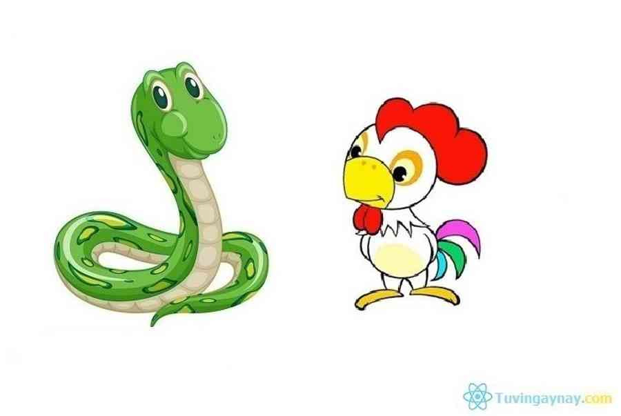 Tuổi Dậu hầu hết là những con người sống tình cảm, bị cảm xúc chi phối. Chính vì thế, khi gặp chuyện họ đều ít khi giữ được bình tĩnh, mà sẽ bối rối và không biết xử trí như thế nào. Khi gặp người tuổi Tỵ, họ cảm thấy như gặp được "chân ái" của đời mình, người có thể cho họ một chỗ dựa vững chắc, một lời khuyên xác đáng, một bờ vai để dựa vào.