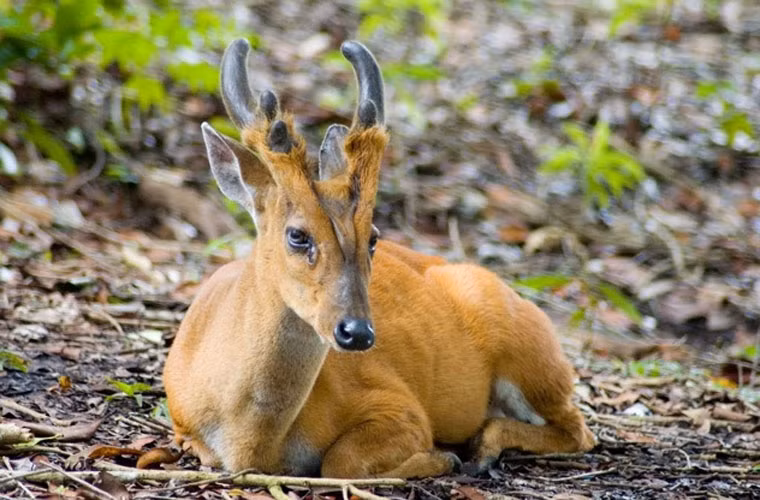 Hươu đỏ sống chủ yếu ở Nam Á. Loài vật này mang một số đặc điểm không thể tìm thấy ở những loài hươu khác. Khi gặp nguy hiểm, nó phát ra tiếng kêu như tiếng sủa ngắn, chói tai để cảnh báo những con khác trong đàn. Thêm vào đó, chúng có một chiếc răng nanh nhỏ và thường dùng nó trong mùa giao phối để đánh nhau, tranh giành bạn tình. Chiếc sừng của chúng cũng đặc biệt hơn so với những loài khác.