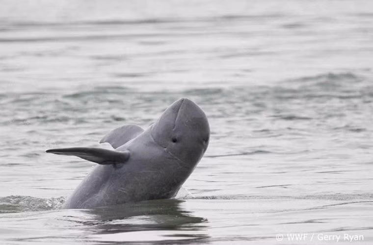 Cá heo Irrawaddy sống chủ yếu ở vùng bờ biển Đông Nam Á, vùng vịnh Bengal, Ấn Độ. Trong những năm qua, loài này đã tạo dựng được mối "quan hệ" thân thiết với người dân chài địa phương. Chúng thường dẫn dụ các đàn cá đến lưới và ăn những con cá nhỏ hay chưa sa lưới của ngư dân trước khi chúng được kéo lên. Đây được coi là loài động vật thông minh và giúp con người đánh bắt cá vô cùng hữu dụng.