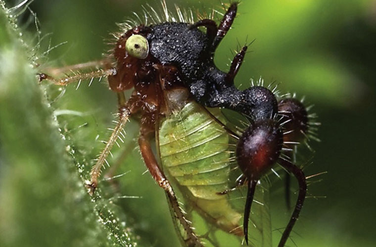 Sâu Cyphonia clavata có điểm đặc biệt là có thêm một phần thừa hình con kiến trên lưng. Phần thừa trên cơ thể này khiến kẻ thù của chúng chán nản mà bỏ đi. Cũng nhờ đó mà khả năng thích ứng với môi trường khắc nghiệt của chúng tốt hơn. Loài sâu trên lần đầu tiên được phát hiện vào năm 1788. Khi đó, nhà côn trùng học người ĐứcCaspar Stroll đã phát hiện ra chúng trong các khu rừng nhiệt đới ở Trung Mỹ.