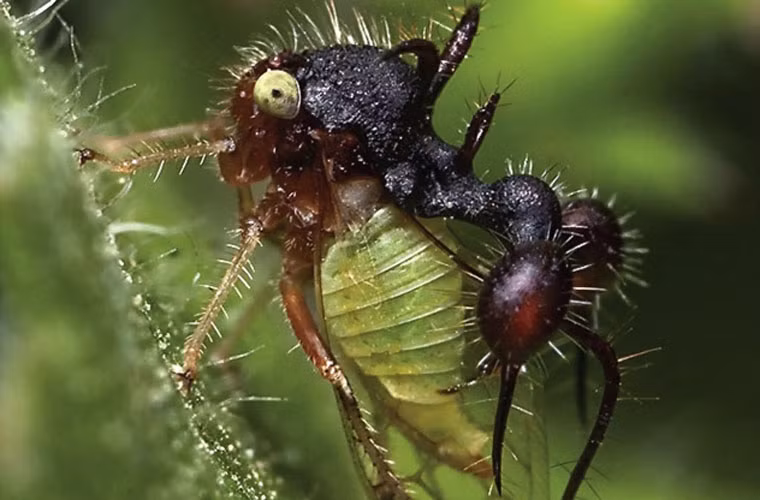 Sâu Cyphonia clavata có điểm đặc biệt là có thêm một phần thừa hình con kiến trên lưng. Phần thừa trên cơ thể này khiến kẻ thù của chúng chán nản mà bỏ đi. Cũng nhờ đó mà khả năng thích ứng với môi trường khắc nghiệt của chúng tốt hơn. Loài sâu trên lần đầu tiên được phát hiện vào năm 1788. Khi đó, nhà côn trùng học người ĐứcCaspar Stroll đã phát hiện ra chúng trong các khu rừng nhiệt đới ở Trung Mỹ.