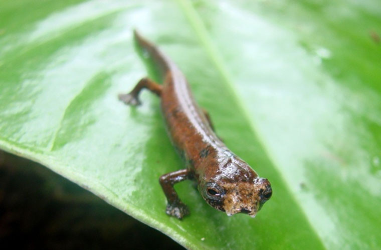 Kỳ nhông ET (hay còn gọi là kỳ nhông ngoài hành tinh) sống ở vùng rừng nhiệt đới Ecuador. Chúng được đặt tên như vậy vì nó có nhiều điểm tương đồng với nhân vật ngoài hành tinh xuất hiện trong một bộ phim được công chiếu vào năm1982. Loài vật này có đặc điểm vô cùng kỳ lạ không có phổi. Chúng hô hấp qua da và hấp thụ oxy trực tiếp từ môi trường.