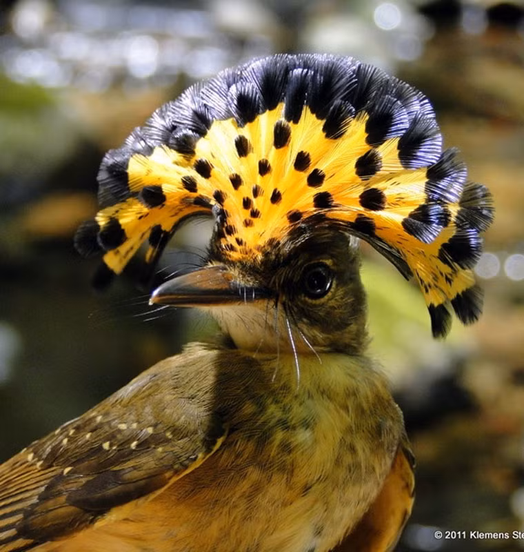 Chim dẻ quạt hoàng gia Amazon bkhas nổi tiếng khi có cả hai giống đực và cái bởi nhiều loài chim chỉ có một giới hay chỉ có loài cái mới có bộ lông sắc sặc sỡ như vậy. Loài chim dẻ quạt hoàng gia Amazon có một đám lông lớn, hình dẻ quạt màu sắc sặc sỡ , thu hút sự chú ý của mọi người. Những con cái thường có lông màu vàng trong khi loài đực có lông màu đỏ cam.