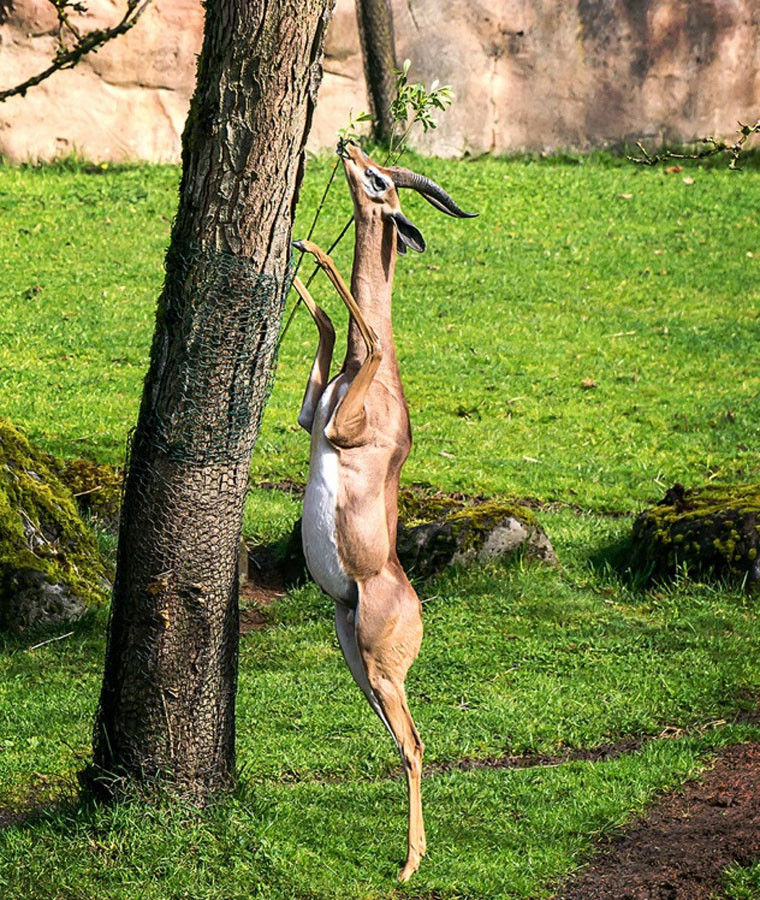 Linh dương Gerenuk là một trong những động vật quý hiếm có khả năng thích nghi với cuộc sống tuyệt vời. Chúng có chiếc cổ dài, tứ chi khẳng khiu. Chính vì vậy, chúng có thể đứng thẳng bằng hai chân sau và ăn những chiếc lá cây acacia (giống cây keo) ở trên cao tại các hoang mạc châu Phi.