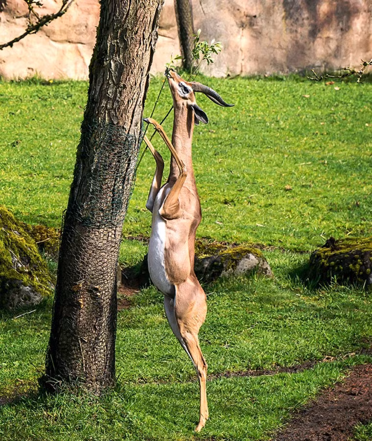 Linh dương Gerenuk là một trong những động vật quý hiếm có khả năng thích nghi với cuộc sống tuyệt vời. Chúng có chiếc cổ dài, tứ chi khẳng khiu. Chính vì vậy, chúng có thể đứng thẳng bằng hai chân sau và ăn những chiếc lá cây acacia (giống cây keo) ở trên cao tại các hoang mạc châu Phi.