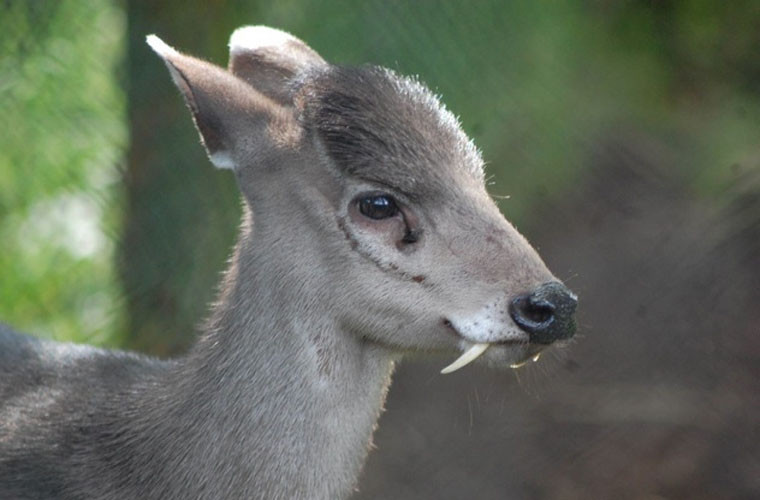 Hươu tóc búi sống ở Trung Quốc có đặc điểm hoàn toàn khác biệt so với các loài hươu khác. Cụ thể, chúng có những chiếc răng nanh dài đến mức thò cả ra khỏi miệng trông vô cùng đáng sợ. Những chiếc răng nanh này được chúng dùng để chiến đấu khi gặp kẻ thù. Điểm đặc biệt nữa ở loài hươu này là chúng xơi cả xác động vật chết. Đó là một hành động cực hiếm trong họ hàng nhà hươu.