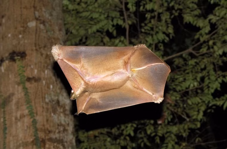 Chồn bay Sunda sống trong các tán rừng nhiệt đới Đông Nam Á. Chân và tay của chúng cũng biến đổi để thích nghi với việc leo trèo, kiếm thức ăn trên cây. Tứ chi của nó hoàn toàn vô dụng di rơi xuống mặt đất. Nếu con nào không may bị rơi xuống thì số phận của chúng đồng nghĩa với việc chết chóc. Mặc dù tên của nó là chồn bay nhưng trên thực tế, nó không thể bay được.