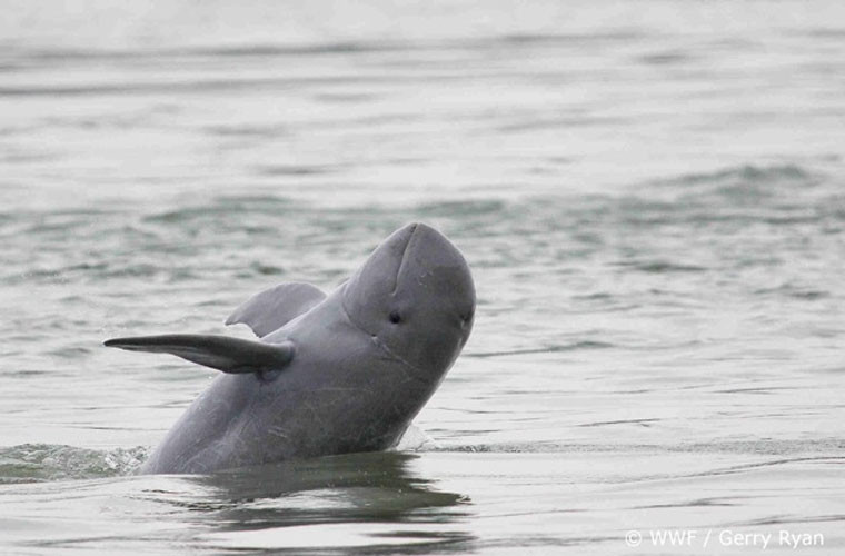 Cá heo Irrawaddy sống chủ yếu ở vùng bờ biển Đông Nam Á, vùng vịnh Bengal, Ấn Độ. Trong những năm qua, loài này đã tạo dựng được mối "quan hệ" thân thiết với người dân chài địa phương. Chúng thường dẫn dụ các đàn cá đến lưới và ăn những con cá nhỏ hay chưa sa lưới của ngư dân trước khi chúng được kéo lên. Đây được coi là loài động vật thông minh và giúp con người đánh bắt cá vô cùng hữu dụng.