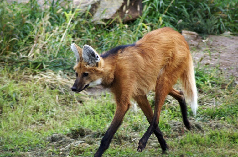 Sói bờm là loài động vật quý hiếm với bộ lông màu nâu đỏ cho tới vàng cam cùng với những chiếc chân dài và đen và một bộ bờm đen đặc trưng. Nó có đôi tai dựng đứng, lông dài hơn với một chút trắng ở chót đuôi và ở gần cổ họng. Bộ bờm cứng được sử dụng để phô trương dáng vóc của con thú khi nó bị đe dọa hoặc khi nó dùng để "phô trương thanh thế" với kẻ địch.