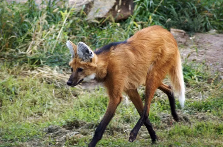 Sói bờm là loài động vật quý hiếm với bộ lông màu nâu đỏ cho tới vàng cam cùng với những chiếc chân dài và đen và một bộ bờm đen đặc trưng. Nó có đôi tai dựng đứng, lông dài hơn với một chút trắng ở chót đuôi và ở gần cổ họng. Bộ bờm cứng được sử dụng để phô trương dáng vóc của con thú khi nó bị đe dọa hoặc khi nó dùng để "phô trương thanh thế" với kẻ địch.