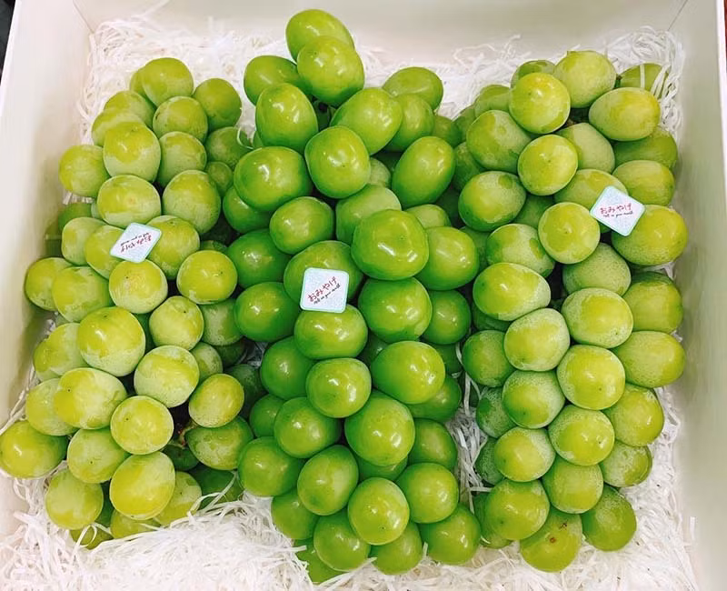 Nho sua Han Quoc 1,2 trieu/kg, moi tuan nhap 3 tan khong du ban-Hinh-3