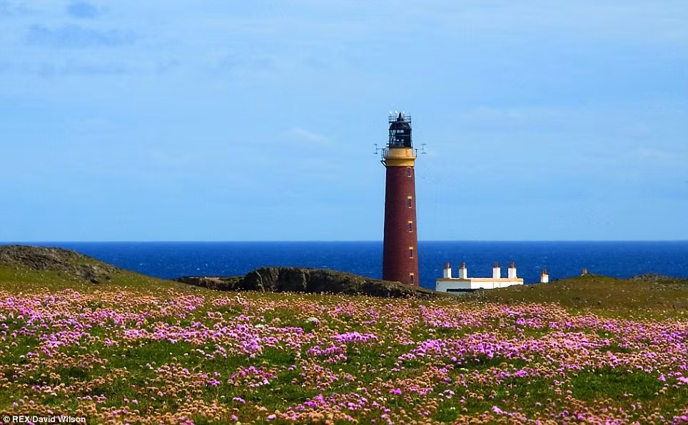 Cánh đồng hoa rực rỡ, tuyệt đẹp ngay dưới chân ngọn hải đăng ở đảo Lewis.