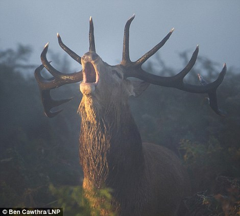 Chú sơn dương có bộ sừng tuyệt đẹp cất tiếng kêu trong một sớm mùa thu ở công viên Richmond, phía đông London.