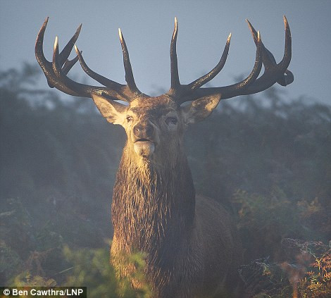 Hình ảnh đẹp như trong thần thoại - một chú sơn dương mơ màng trong sương sớm ở công viên Richmond, phía đông London.