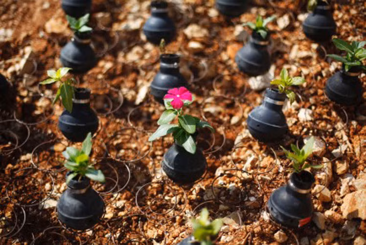 Các cư dân người Palestine ở làng Bilin, thành phố Ramallah ở Bờ Tây đã ươm hạt giống hoa vào vỏ lựu đạn hơi cay của quân đội Israel.