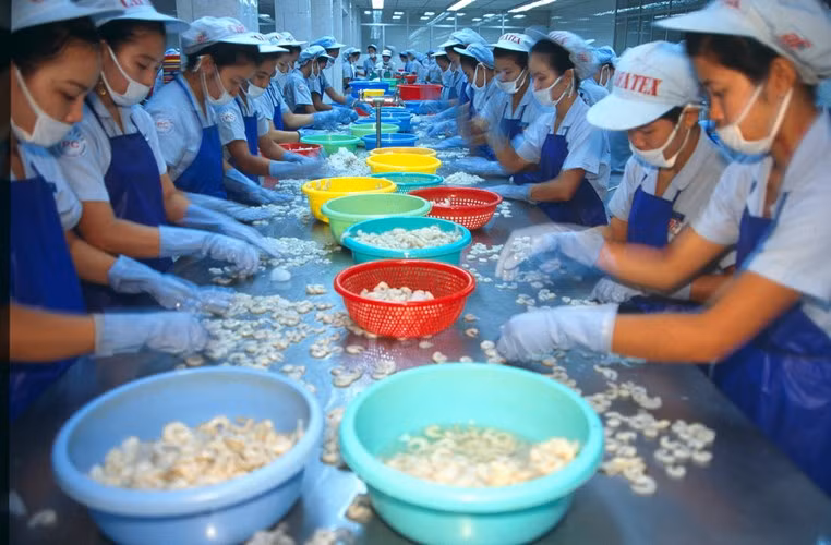 Các nữ công nhân trong một xưởng chế biến tôm xuất khẩu ở Cái Răng, Cần Thơ năm 1996. Ảnh: Hiroji Kubota/ Magnum Photos.