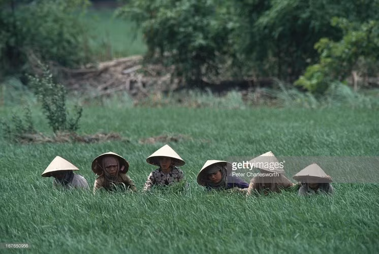 Các nữ nông dân ở Tam Nông, Đồng Tháp 1993. Ảnh: Peter Charlesworth /Getty.