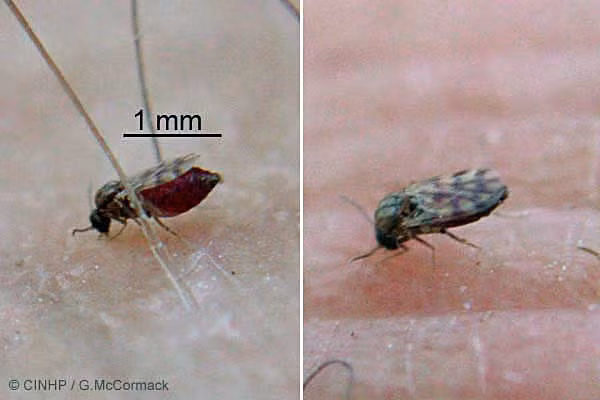 Dĩn có màu nâu đen, chân dài, trên cánh có các lông lớn hoặc lông nhỏ, kích thường khoảng 1-2mm. Tương tự như loài muỗi, chỉ có dĩn cái trưởng thành mới có tập tính hút máu. Ảnh: Pestnet.org.