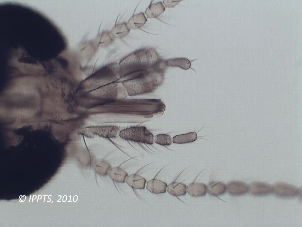 Tuy vậy, vai trò truyền bệnh của loài dĩn hút máu chưa được nghiên cứu một cách đầy đủ tại nước ta. Ảnh: IIKC.