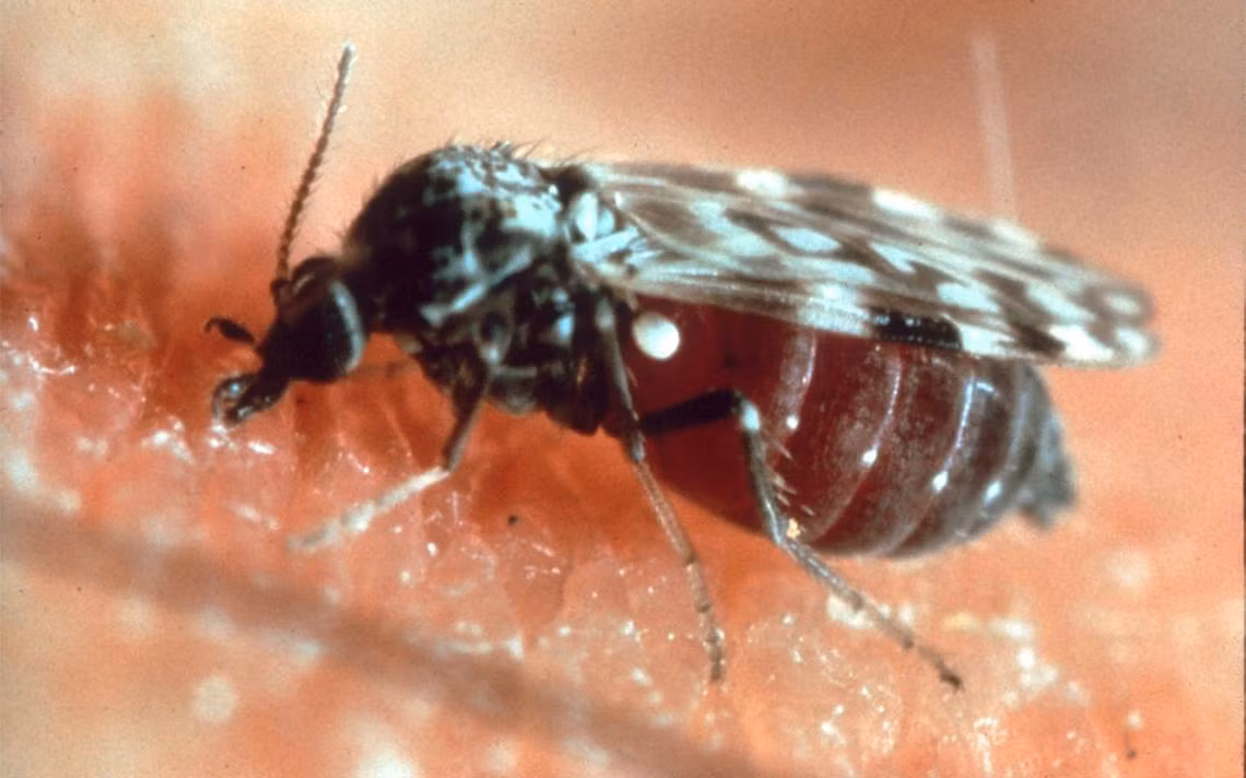 Do kích thước rất nhỏ và không phát ra tiếng vo ve khi bay nên loài côn trùng này gần như vô hình với con người. Ảnh: Island Packet.