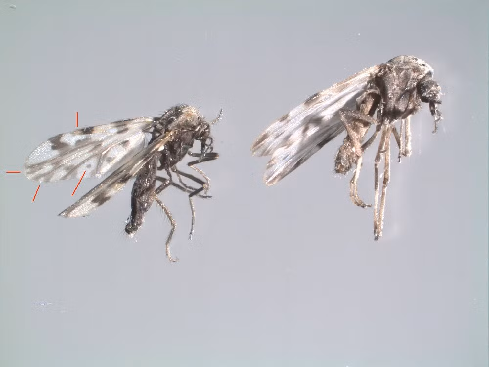 Để hạn chế dĩn, có thể sử dụng các biện pháp như dùng hóa chất xua diệt côn trùng, dọn dẹp vệ sinh quanh nhà ở, chuồng gia súc, bến nước tắm giặt... để triệt phá nơi sinh đẻ của loài côn trùng này. Ảnh: Diptera.info.