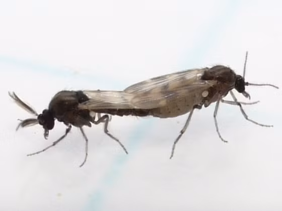 Về tập tính, dĩn đẻ trứng ở những nơi có nhiều mùn đất, rác thải, lá cây mục nát, đất ẩm, hốc cây, vũng bùn... Chúng hoạt động phụ thuộc vào các yếu tố tự nhiên như ánh sáng, tốc độ gió, mưa, nắng... Ảnh: BugGuide.