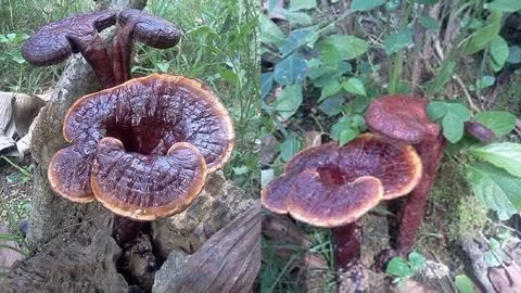 Loai nuoc giup danh tan te bao ung thu bach cau