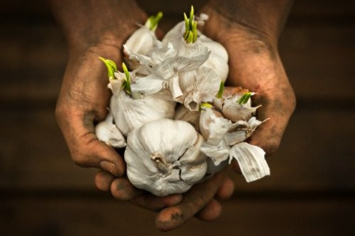 Né ngay 4 loại tỏi này nếu không muốn rước bệnh cho cả nhà Ne ngay 4 loai toi nay neu khong muon ruoc benh cho ca nha
