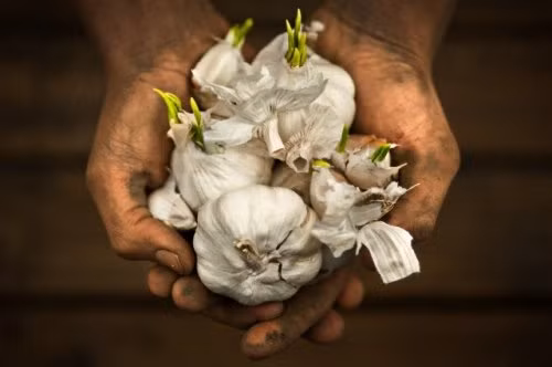 Ne ngay 4 loai toi nay neu khong muon ruoc benh cho ca nha