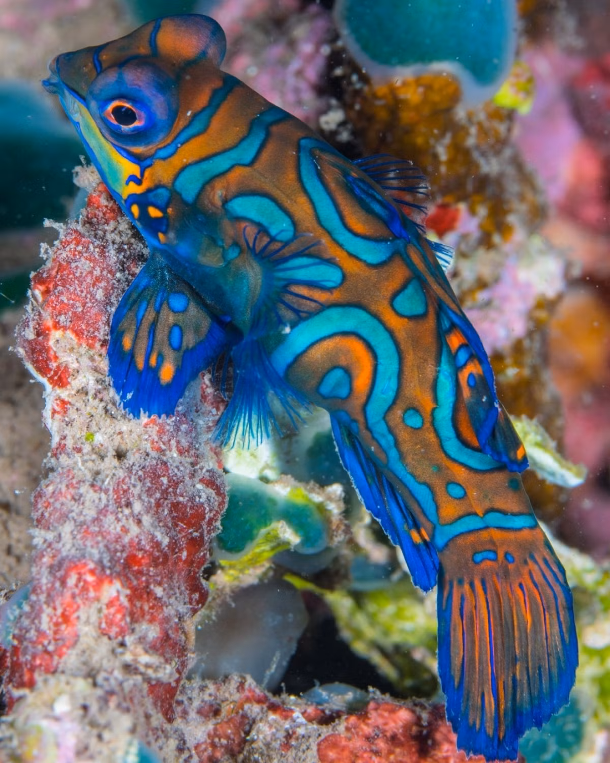 Cá trạng nguyên: Loài động vật với những sắc màu tuyệt đẹp này có thể được tìm thấy ở Thái Bình Dương gần Australia, Philippines và Đài Loan (Trung Quốc).