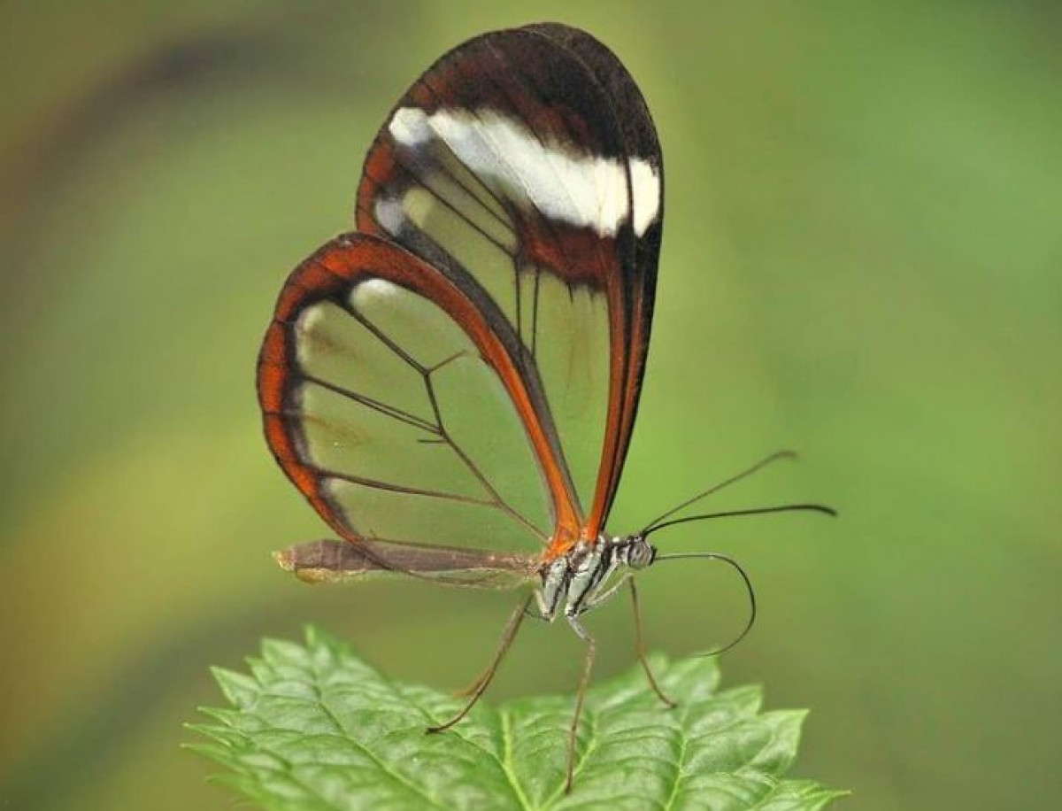 Bướm cánh thủy tinh: Loài bướm này có cái tên trên do đôi cánh trong suốt tuyệt đẹp của nó. Tên tiếng Tây Ban Nha của nó là “espejitos”, có nghĩa là những tấm gương nhỏ.