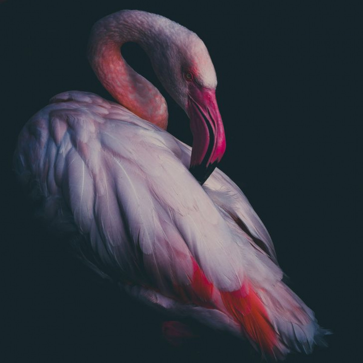 Hồng hạc: Thậm chí cái tên của loài chim này đã cho thấy ngoại hình độc đáo của nó. Tên của hồng hạc bắt nguồn từ từ flamengo trong tiếng Bồ Đào Nha, có nghĩa là màu của lửa.