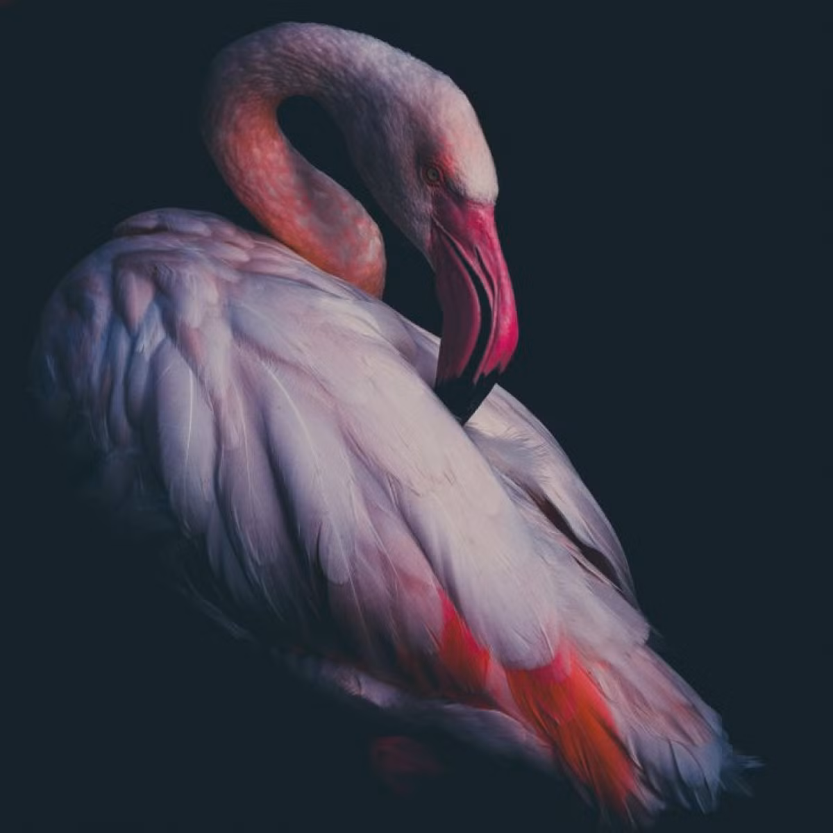 Hồng hạc: Thậm chí cái tên của loài chim này đã cho thấy ngoại hình độc đáo của nó. Tên của hồng hạc bắt nguồn từ từ flamengo trong tiếng Bồ Đào Nha, có nghĩa là màu của lửa.