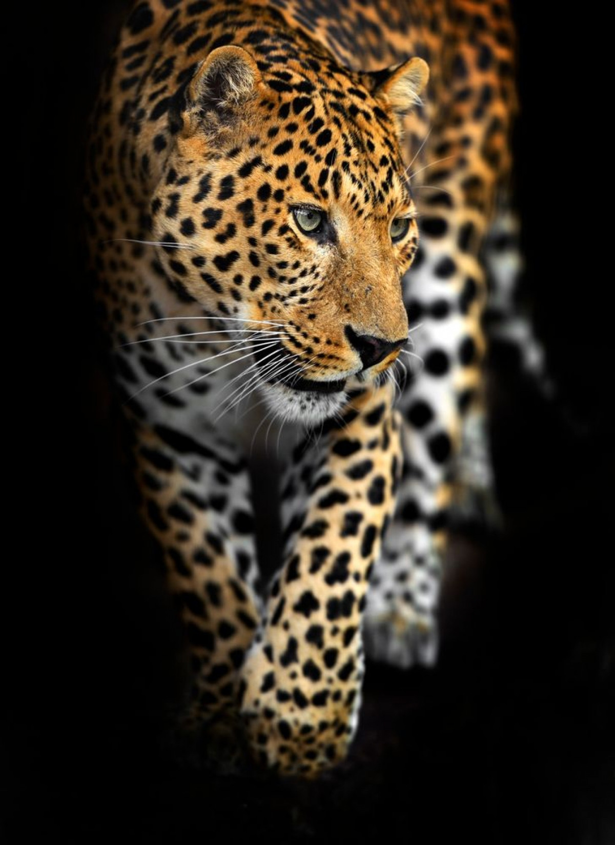 Báo Amur: Bộ lông với những đốm độc lạ khiến báo Amur trở thành một trong những loài động vật đẹp nhất và không may cũng là một trong những loài bị săn bắt nhiều nhất thế giới.