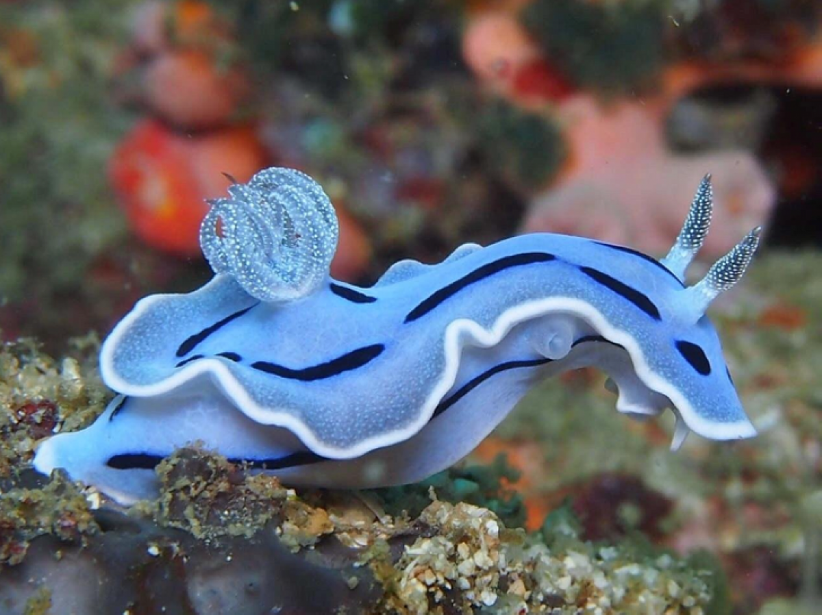 Sên biển Loch's Chromodoris: Loài sinh vật với những màu sắc ấn tượng này thường sống trong những vùng biển nhiệt đới ở trung tâm khu vực Ấn Độ Dương - Thái Bình Dương.