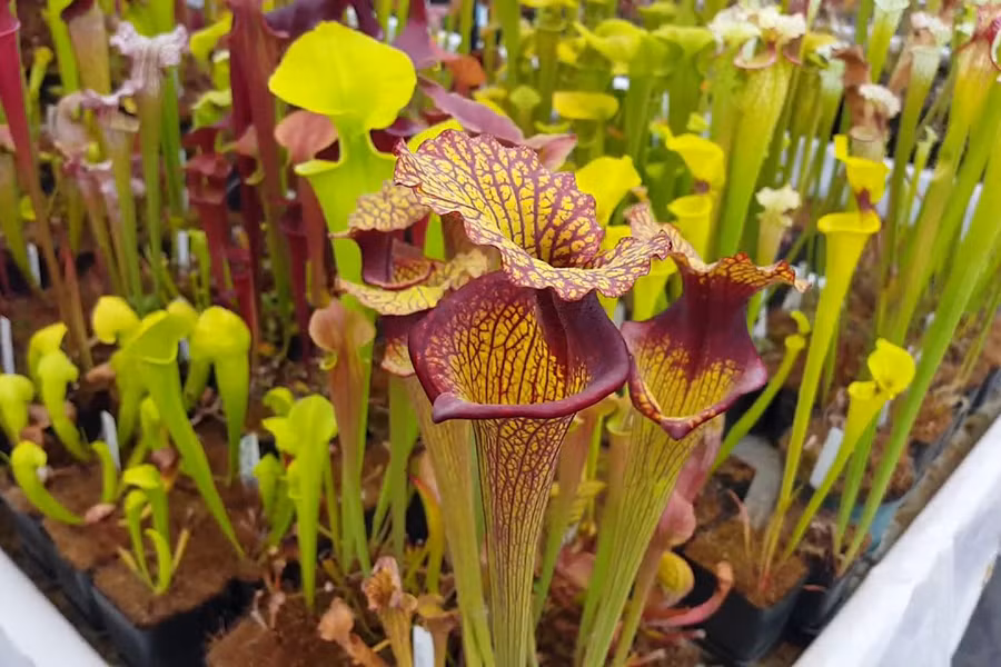 Cây hố bẫy (tên khoa học Sarracenia), thường sống trong các đầm lầy Bắc Mỹ. Lá cây nằm sát mặt đất, mỗi lá có dạng một bao đài, phiến lá cây có nắp sặc sỡ trông như cái dạ dày – nơi có nhiều tuyến tiết mật thu hút sâu bọ.