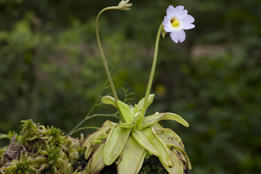 Những lỗ đặc biệt trên bề mặt lá tiết ra chất nhầy trông giống như những giọt nước. Chính sự xuất hiện của những "giọt nước" này đã thu hút côn trùng đi tìm nước. Khi côn trùng đậu xuống, cây tiết ra nhiều chất nhầy hơn. Con mồi sẽ bị dính chặt trong đống chất nhầy này bị tiêu hóa.