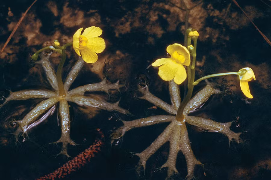 Cây Bladderwort được xem là thực vật ăn thịt phổ biến nhất với hơn 200 loài. Chúng là loài ăn thịt sống dưới nước hoặc những vùng đất ngập nước, có các bẫy giống như bong bóng nhỏ trên lá.