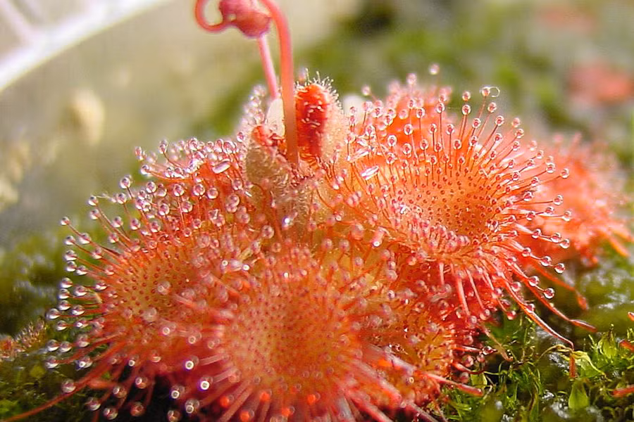 Cây gọng vó có tên khoa học là Drosera burmannii Vahl. Với gần 200 loài khác nhau, đây là giống cây ăn thịt phổ biến trên thế giới. Chúng được tìm thấy ở khắp các châu lục, trừ Nam Cực.