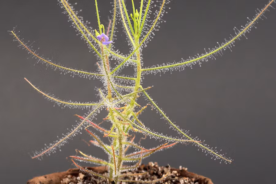 Đặc biệt, loài cây này còn gây ấn tượng bởi những bông hoa mỏng manh mọc ra từ những kẽ lá, thường có màu tím. Hoa đối xứng hai bên với 5 nhị hoa cong về một bên của nhụy hoa.