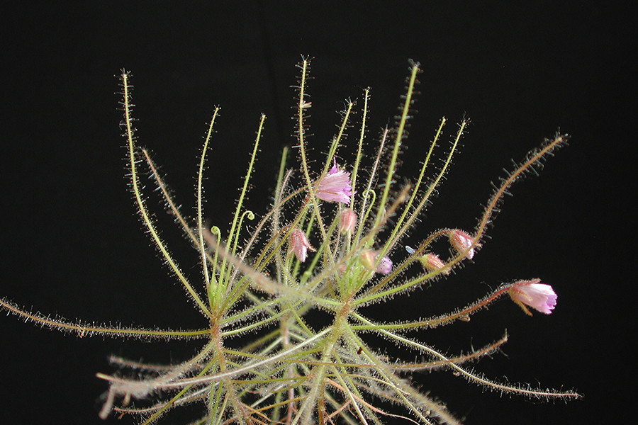 Lá cây Byblis có dạng que, dài và phủ lớp lông dày đặc. Các sợi lông trên lá có chứa chất nhầy có thể dính các con côn trùng. Nếu không đủ khỏe để thoát ra, con mồi sẽ chết do kiệt sức hoặc ngạt, do chất nhầy sẽ bao bọc chúng và bịt hết các lỗ thở.