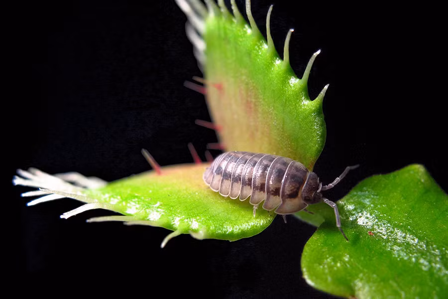 Cây bắt ruồi có những chiếc lá kỳ lạ với hai mảnh có khớp nối với nhau. Mỗi lá đều có mép gai nhọn. Bên trong lá cây là hai sợi tóc rất nhạy cảm. Chỉ cần côn trùng đậu và chạm vào hai sợi tóc này, lá cây lập tức khép lại khiến cho côn trùng không thể thoát ra.